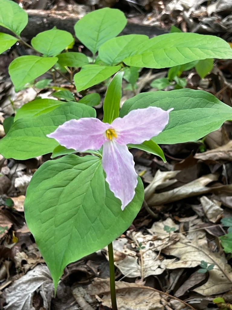 White Trillum along Appalachian Trail in Virginia.
